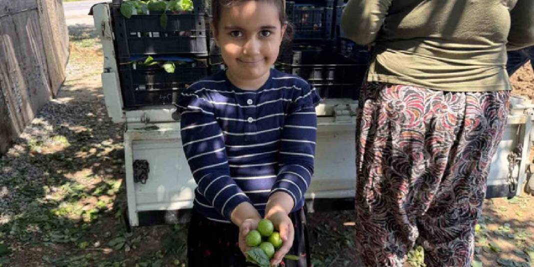 İlk hasat davul zurna ile yapıldı! Kilosu 120 TL’den satışa çıkacak 7
